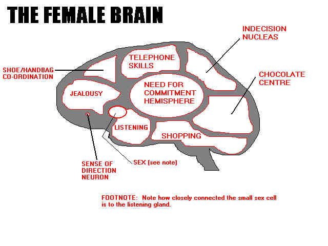 brain-female.jpg