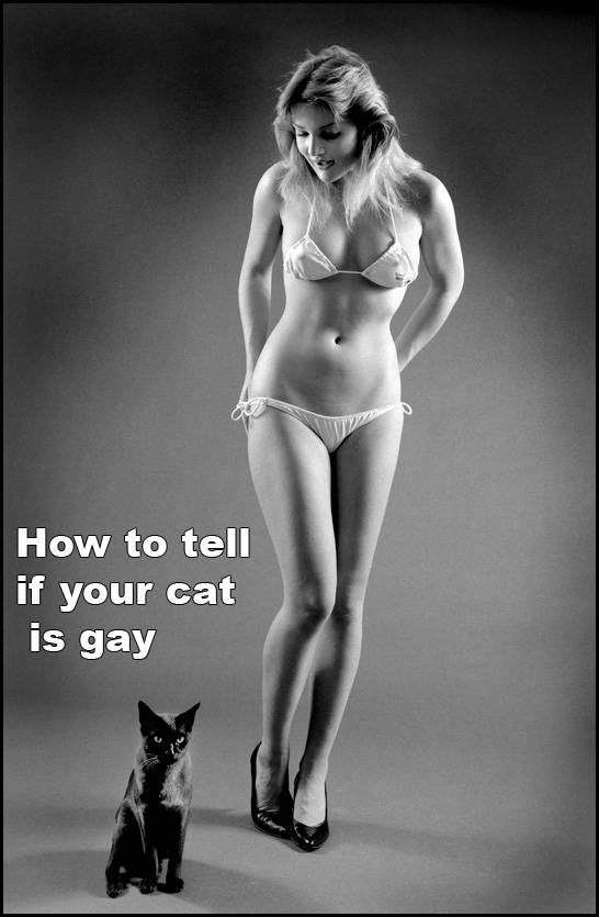 cat_gaytest.jpg
