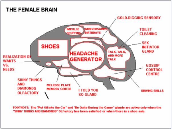 female_brain_22.jpg