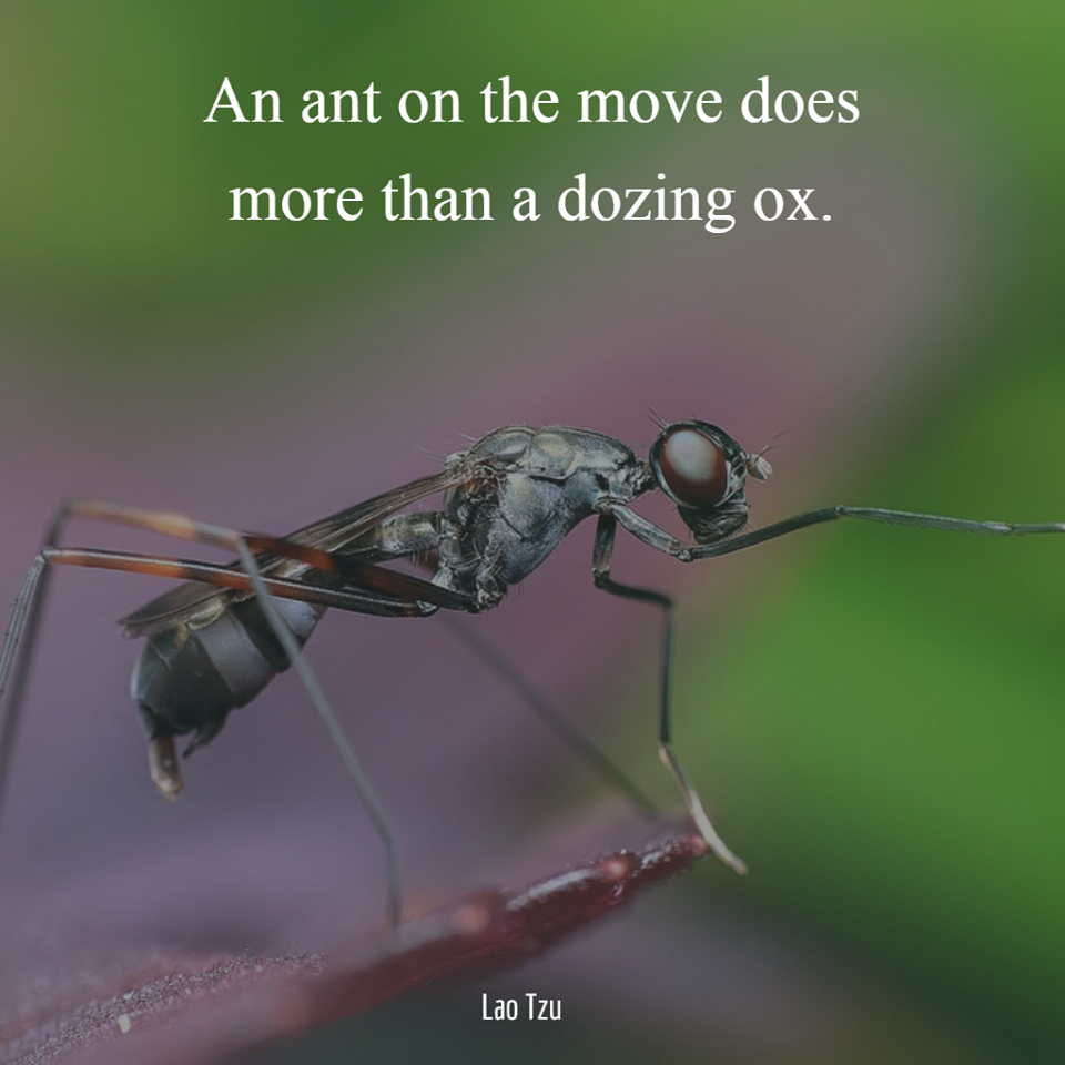 an_ant_on_the_move.png