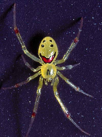 the_happiest_spider_in_the_world.jpg