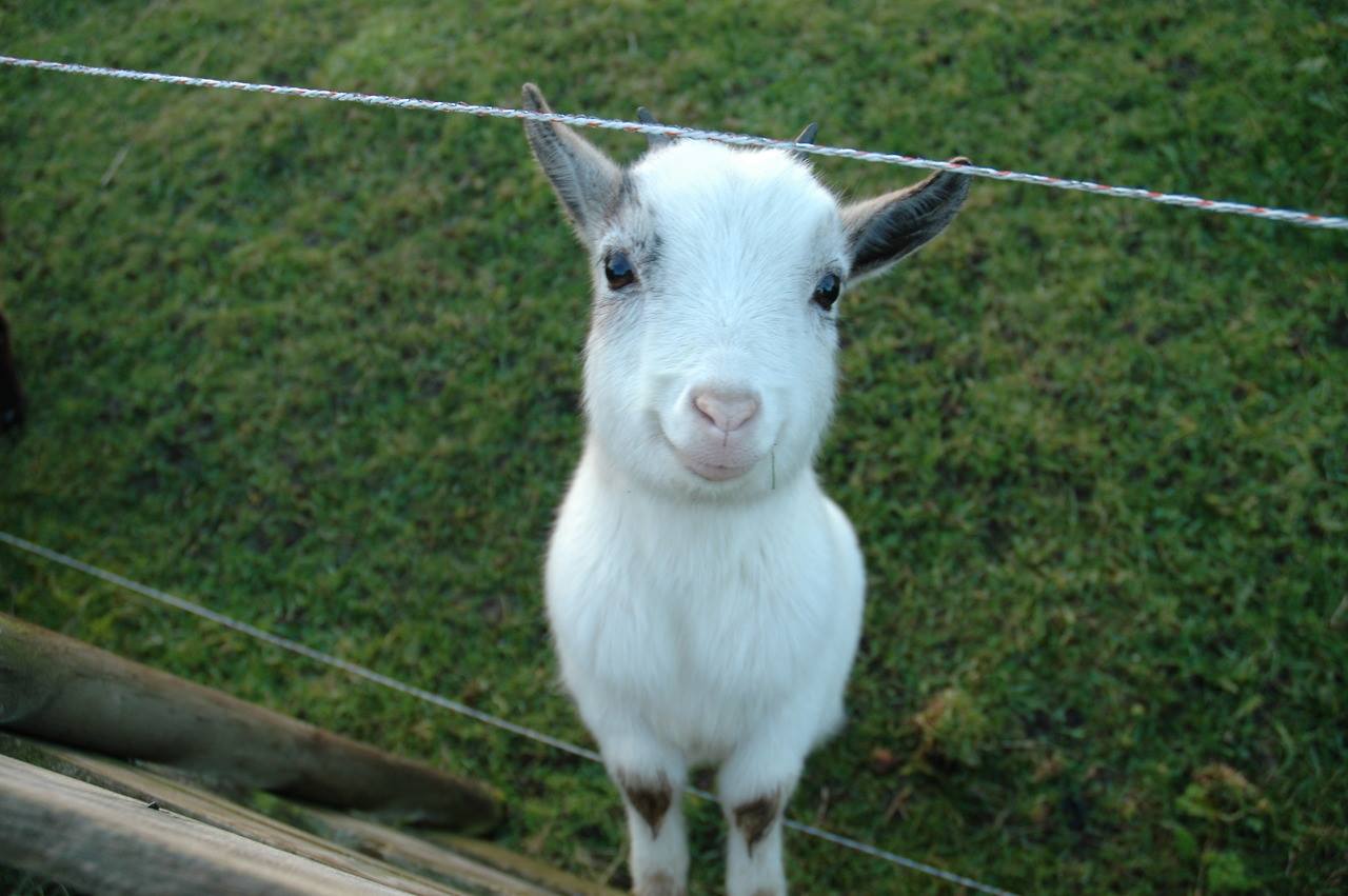 the_happy_goat.jpg