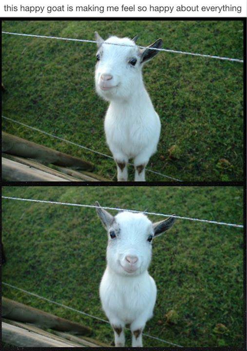 the_happy_goat2.jpg