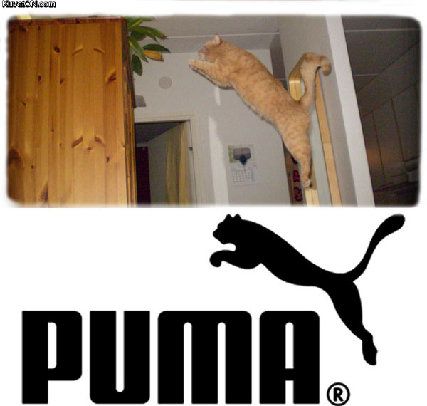 puma_cat.jpg