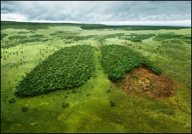 stop_the_deforestation.jpg