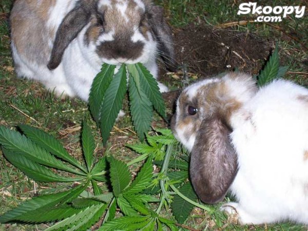 happy_rabbits.jpg