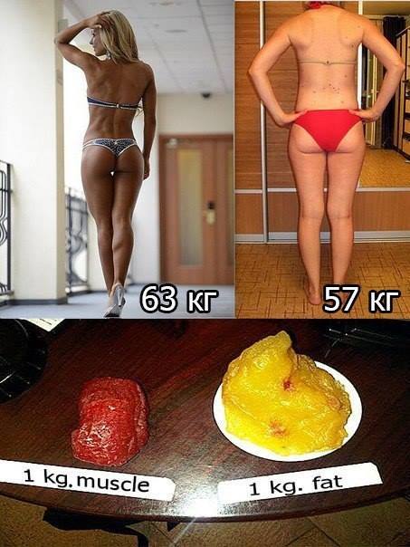muscles_vs_fat.jpg