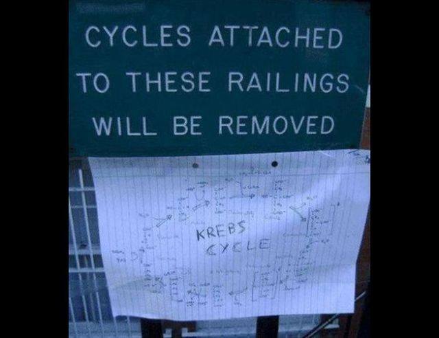 cycles.jpg