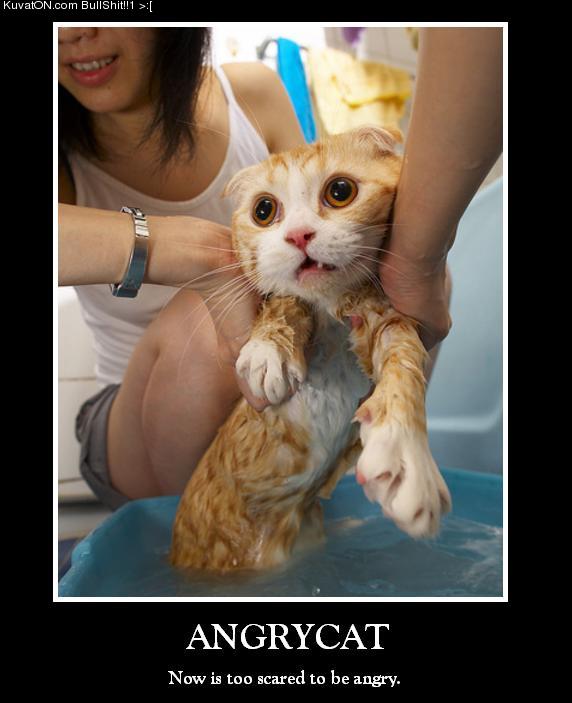 angrycat_2.jpg
