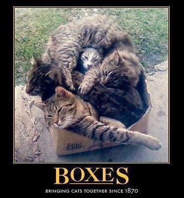 boxes_and_cats.jpg