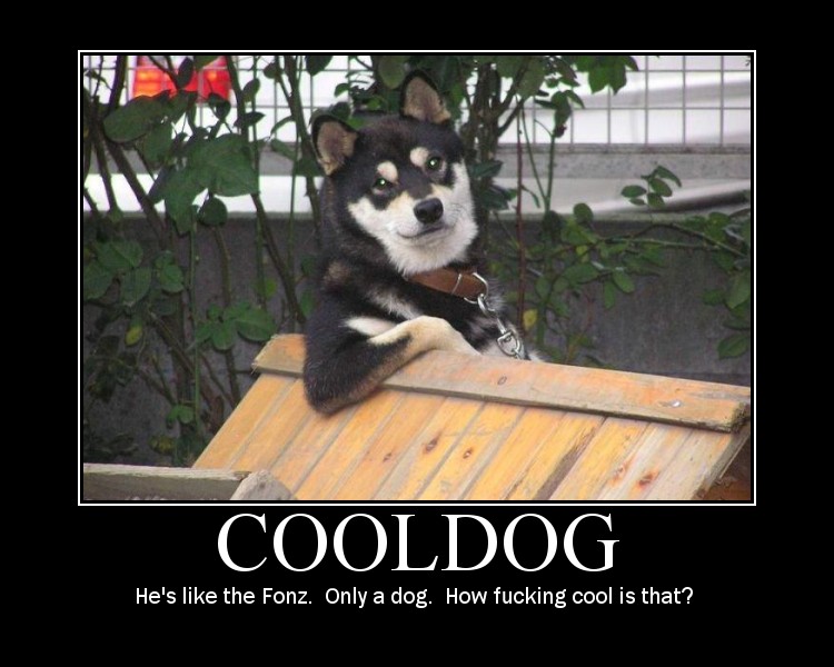 cooldog.jpg