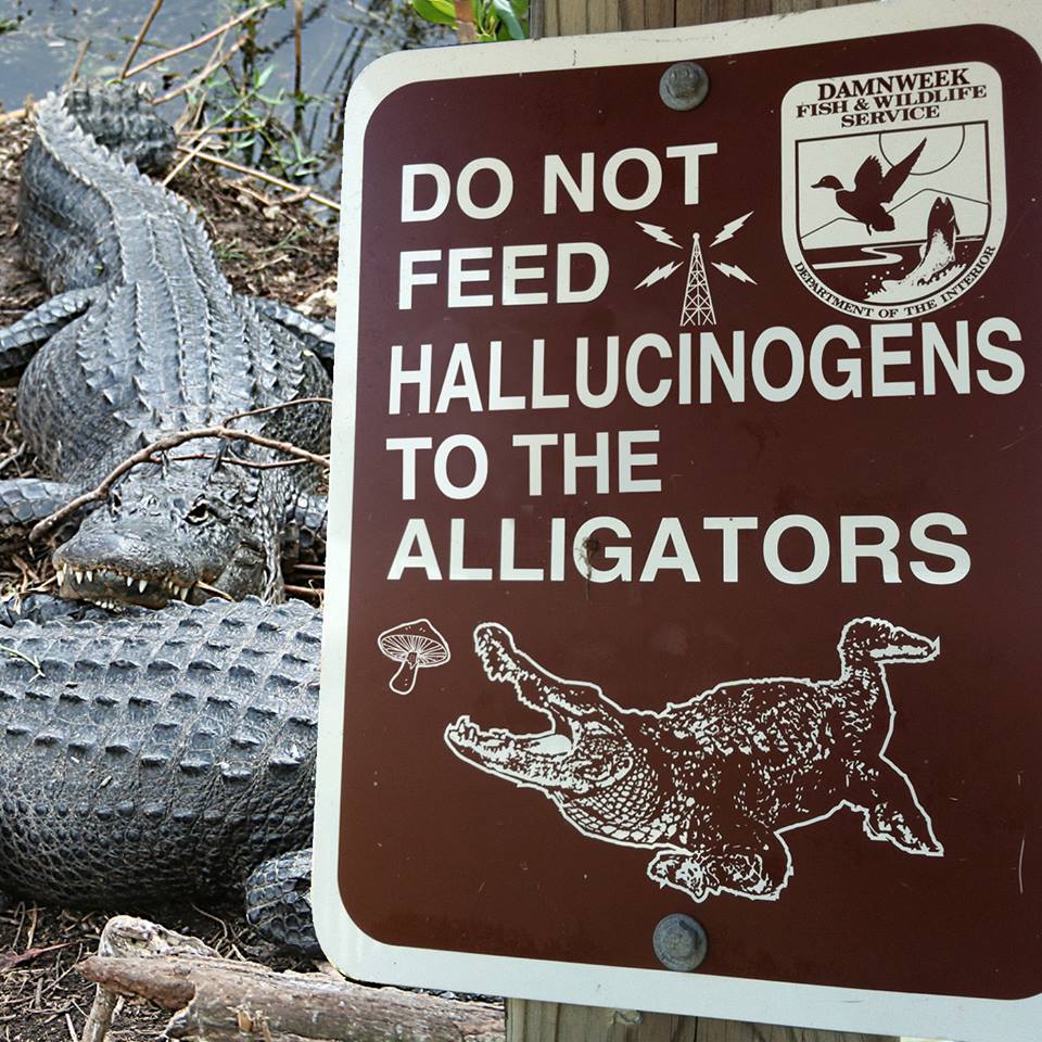 do_not_feed_hallucinogens_to_the_alligators.jpg