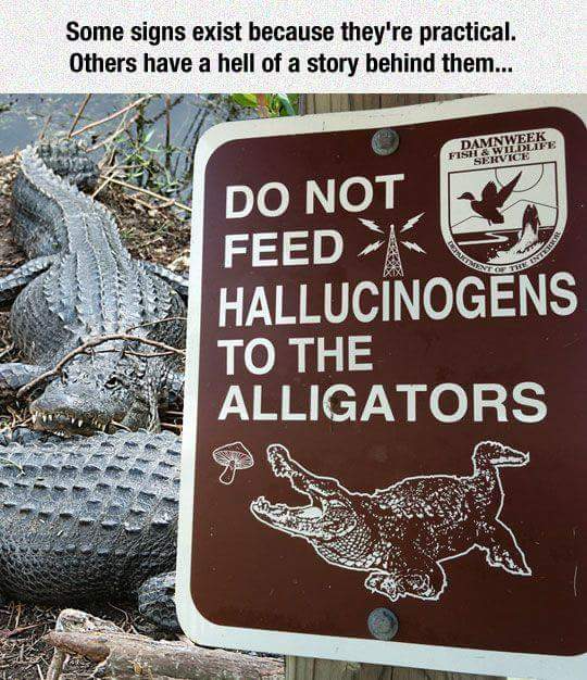 hallucinogens_and_alligators.png
