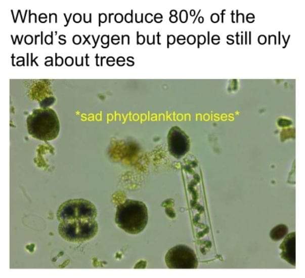 sad_truth_about_the_phytoplankton.jpg