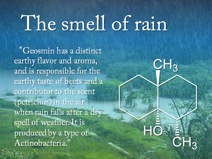 the_smell_of_rain.png
