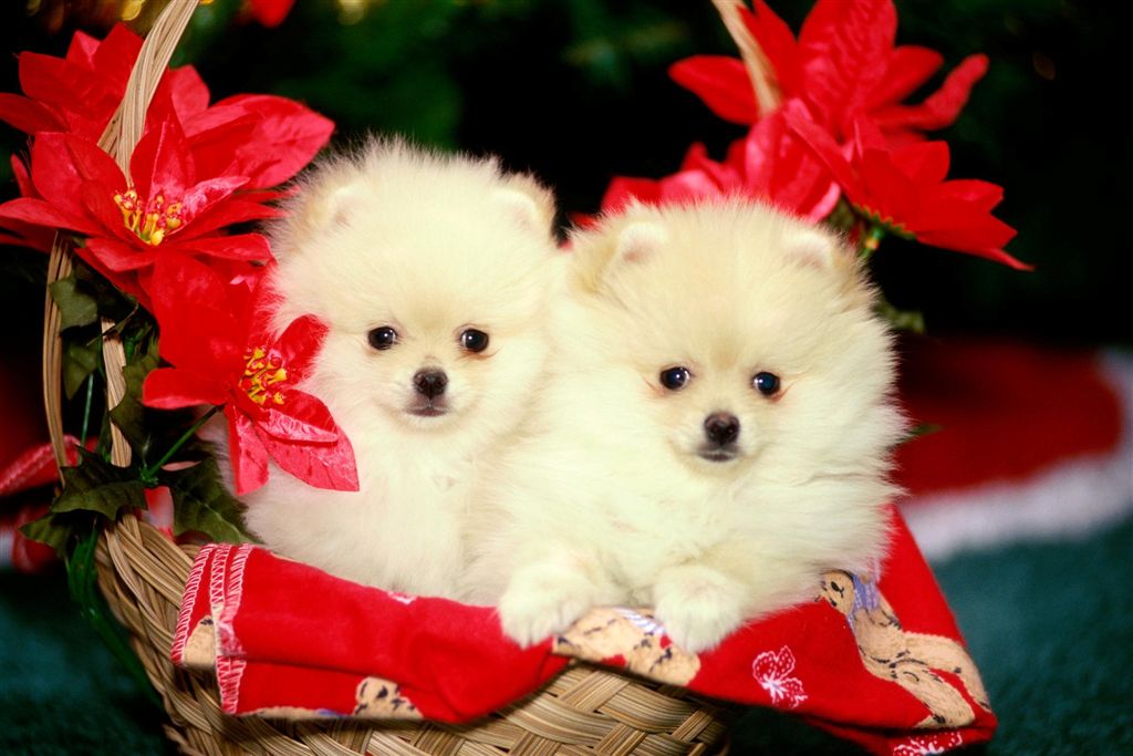 Christmas_Pomeranians.jpg