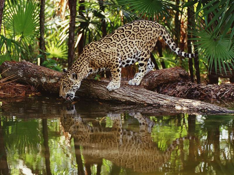 Thirsty_Jaguar_Belize.jpg