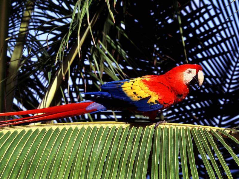 Tropical_Perch_Scarlet_Macaw.jpg