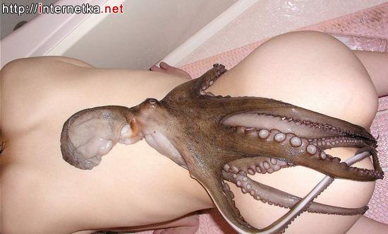 octopus2.jpg