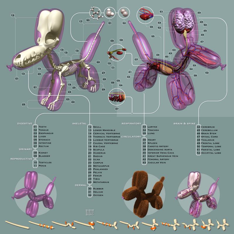 anatomie-baloon-dog.jpg