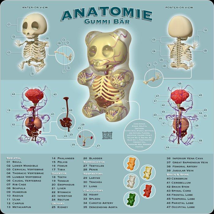 anatomie-gummi_bar.jpg