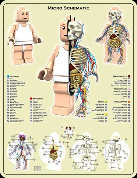 anatomie-lego.jpg