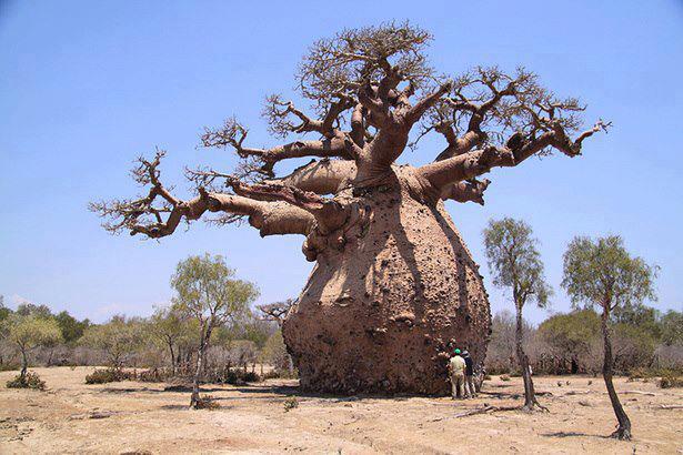 baobab.jpg