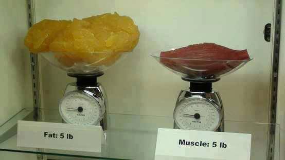 fat_vs_muscle.jpg