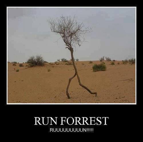 run_forrest.jpg