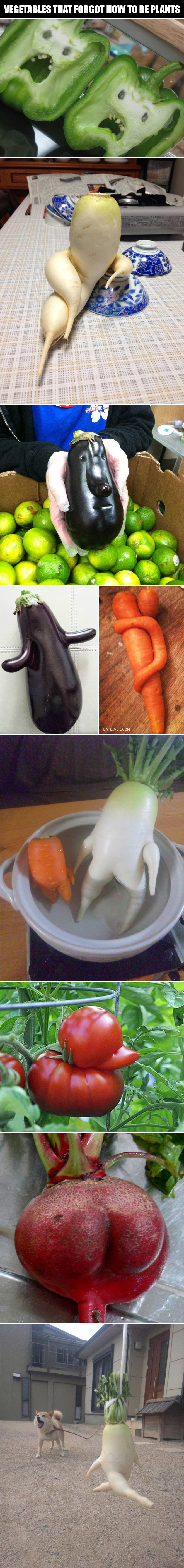vegetables.jpg