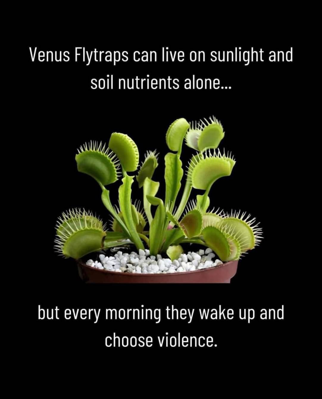 venus_flytraps_choices.jpg