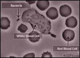 white_blood_cell_chasing_a_bacteria.gif