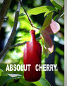 absolut-cherry