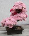 cyfnal-bonsai