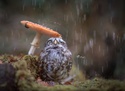owl-rain-mushroom