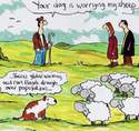 the-dog-is-worrying-the-sheep
