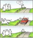 cows-car