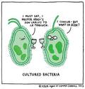 cultured-bacteria