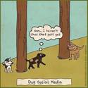 dog-social-media