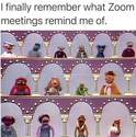 zoom-IS-muppet-show