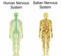 nervni-sistemi