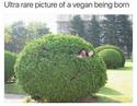 vegan-being-born