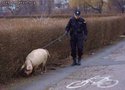 Police-PIGS