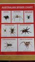 australian-spider-chart