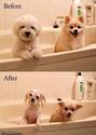before-after-dogs