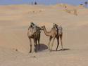 camel-kiss