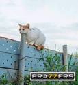 cat-brazzers