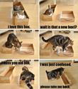 cats-and-boxes