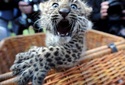 chinese-leopard