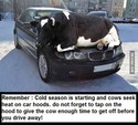 cow-on-car